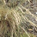 Festuca arvernensis habit picture by Alain Lagrave (cc-by-sa)