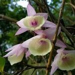 Dendrobium aphyllum flower picture by Kaushik Kumar Mech (cc-by-sa)