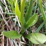 Dactylorhiza sambucina leaf picture by Aurore Garnavault Blanchard (cc-by-sa)