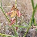 Crotalaria brevidens flower picture by susan brown (cc-by-sa)