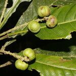 Pausandra trianae fruit picture by Nelson Zamora Villalobos (cc-by-nc)