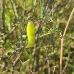 Vicia monantha fruit picture by Aaron Frost (cc-by-sa)