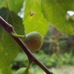 Ficus lateriflora fruit picture by S. Dufour-Kowalski (cc-by-sa)