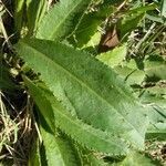 Cirsium monspessulanum leaf picture by Catherine Bouvard (cc-by-sa)