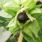 Mirabilis jalapa fruit picture by Ludwig Omar Julca Salazar (cc-by-sa)