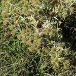 Eryngium campestre habit picture by Ugoline Jacquot (cc-by-sa)