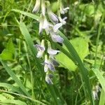 Vicia sylvatica flower picture by coene sarah (cc-by-sa)