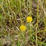 Linum volkensii flower picture by susan brown (cc-by-sa)