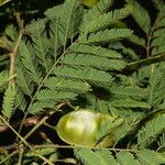 Piptadenia flava fruit picture by Nelson Zamora Villalobos (cc-by-nc)