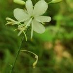 Anthericum ramosum flower picture by Ornel Jokerrr83 (cc-by-sa)