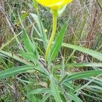 Oenothera affinis habit picture by Trap Hers (cc-by-sa)