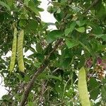 Clitoria fairchildiana fruit picture by Cavalcanti EDIVALDO (cc-by-sa)