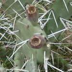 Opuntia megapotamica leaf picture by Muzzachiodi Norberto (cc-by-sa)