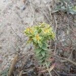 Euphorbia pithyusa habit picture by Gabriel Ollivier (cc-by-sa)