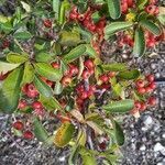 Pyracantha coccinea leaf picture by Fernández Sergio (cc-by-sa)