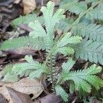 Selaginella sulcata habit picture by Trap Hers (cc-by-sa)