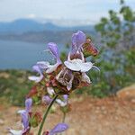 Salvia pomifera flower picture by dimitris log (cc-by-sa)