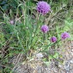 Allium schoenoprasum habit picture by Gaël Covain (cc-by-sa)