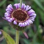 Erigeron atticus flower picture by Denis Bastianelli (cc-by-sa)