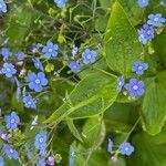 Brunnera macrophylla flower picture by parek jarek (cc-by-sa)