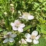 Rubus armeniacus flower picture by nadja mueller (cc-by-sa)