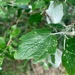 Populus alba leaf picture by philippe SOUQUIERES (cc-by-sa)