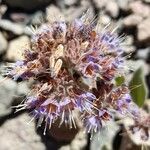 Phacelia secunda flower picture by Trap Hers (cc-by-sa)