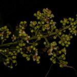 Tetracera volubilis flower picture by Nelson Zamora Villalobos (cc-by-nc)