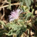 Centaurea senegalensis flower picture by Sylvain Piry (cc-by-sa)