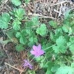 Erodium chium flower picture by Alfredo Marín Camacho (cc-by-sa)