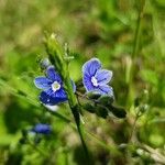 Veronica beccabunga flower picture by François Mocq (cc-by-sa)