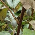 Elaeagnus commutata fruit picture by Emm Lamb (cc-by-sa)