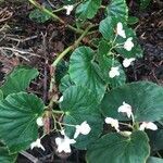 Begonia windischii flower picture by Lorenzi Harri (cc-by-sa)