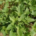 Ipomoea batatas leaf picture by Descalzo Rosy (cc-by-sa)