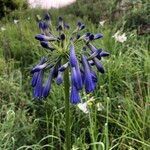 Agapanthus inapertus flower picture by arlas (cc-by-sa)