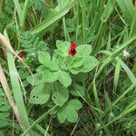 Lotus tetragonolobus habit picture by Emanuele Santarelli (cc-by-sa)