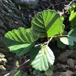 Alnus glutinosa leaf picture by maik breitenstein (cc-by-sa)