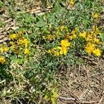 Hypericum perfoliatum habit picture by Jean-Marie Frenoux (cc-by-sa)