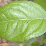 Cuervea kappleriana leaf picture by Nelson Zamora Villalobos (cc-by-nc)