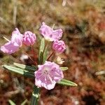 Kalmia polifolia flower picture by Molly Williams (cc-by-sa)