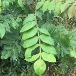 Rhus chinensis leaf picture by Vietnam Gardener (cc-by-sa)