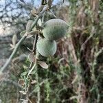 Balanites glabra fruit picture by Susan Brown (cc-by-sa)