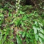 Platanthera chlorantha habit picture by Guy DR (cc-by-sa)