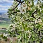 Pyrus spinosa habit picture by Bubz Pinson (cc-by-sa)