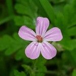 Geranium robertianum flower picture by Vincent Thery (cc-by-sa)