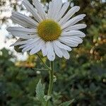 Leucanthemella serotina flower picture by Else Nolden (cc-by-sa)