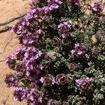 Thymus camphoratus flower picture by rasmjs kray (cc-by-sa)