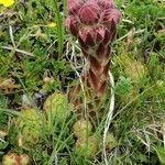 Sempervivum dolomiticum flower picture by Reinhard Bachmann (cc-by-sa)