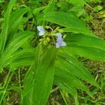 Tradescantia subaspera flower picture by Sandra Ranelli (cc-by-sa)