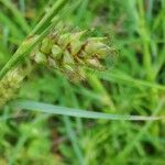 Carex hostiana flower picture by Maurizio Guzzinati (cc-by-sa)